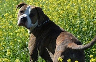 Quelle assurance pour un chien dangereux de catégorie 1 et 2 ?