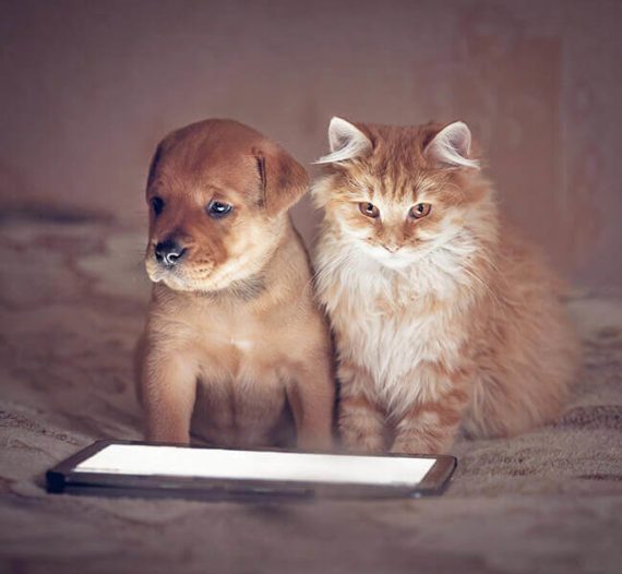 Comparez les assurances chien et chat