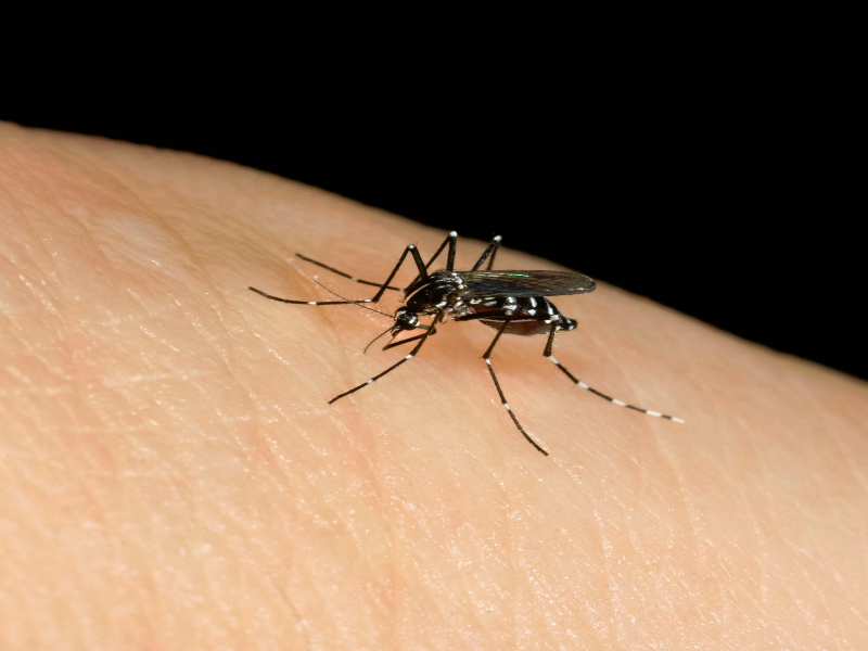 Chikungunya dengue prévention