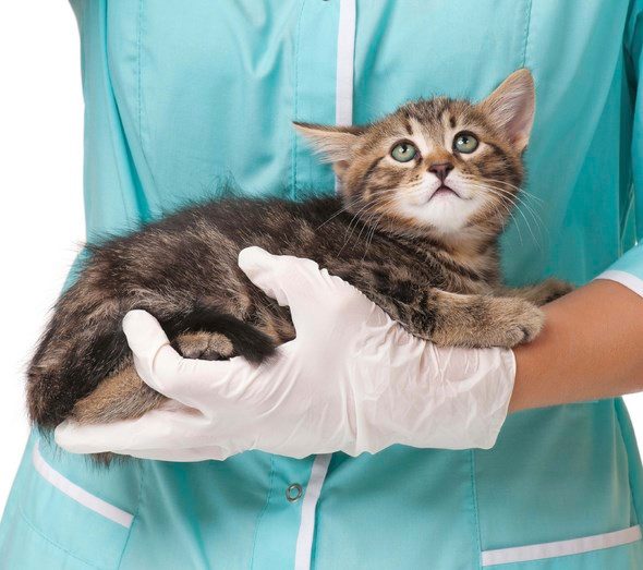 Allergie Au Chat Un Vaccin Invente Pour Limiter Les Symptomes