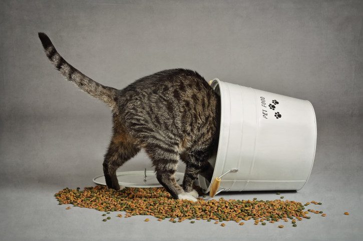 Comment bien Nourrir son Animal ? Croquettes, patées - LeLynx.fr