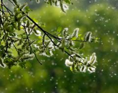 Allergies : alerte aux pollens dans la moitié des départements
