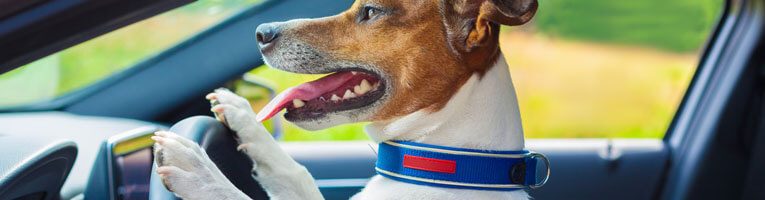 Une léchouille par votre chien, est-ce dangereux pour votre santé 
