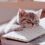 Chaton endormi sur un clavier