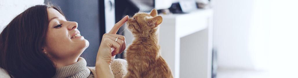 Top 10 Des Races De Chat Preferees Des Francais Lelynx Fr