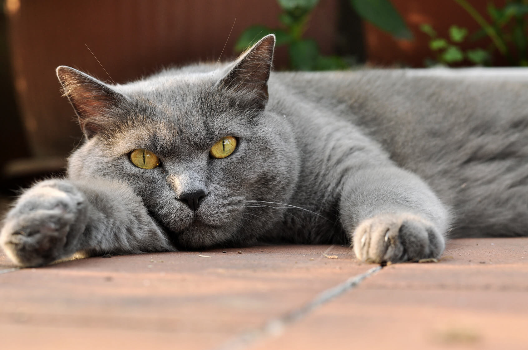 Quelle Race De Chat Me Correspond?vm=r Top 10 des races de chat préférées des Français - LeLynx.fr