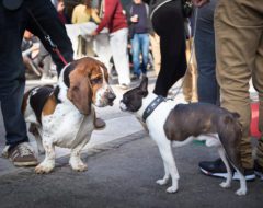 L’Allemagne rend obligatoire le permis pour posséder un chien