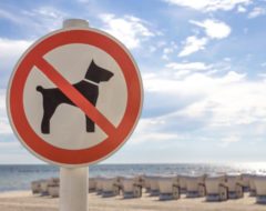 79% des Français ne peuvent pas amener leurs animaux en vacances