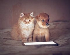 Facebook : les différences entre les fans de chiens et de chats
