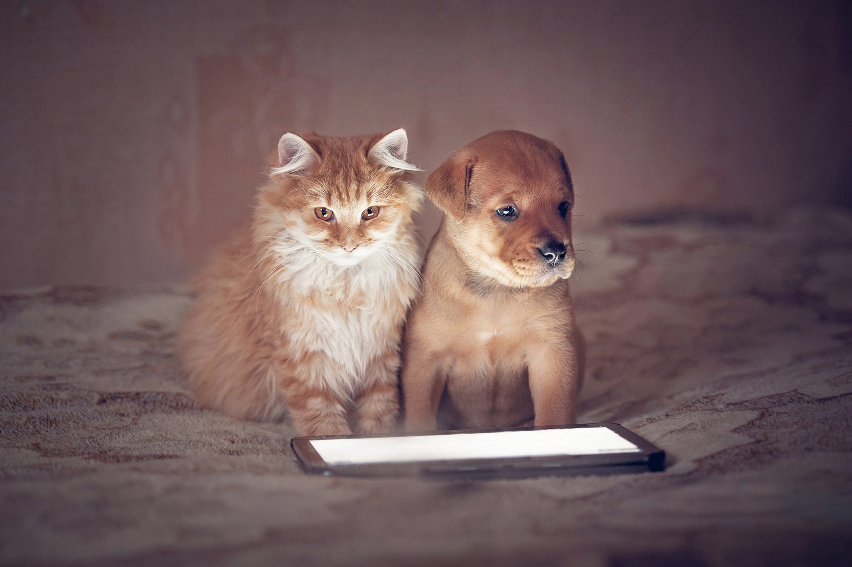Facebook : les différences entre les fans de chiens et de Facebook : les différences entre les fans de chiens et de