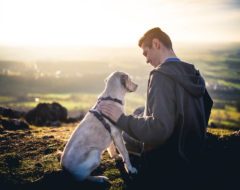 Insolite : les chiens comprennent les mots et les intonations