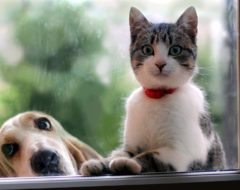 619€, le budget moyen des Français pour adopter un chien