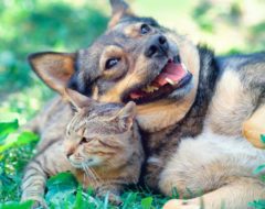 La Journée mondiale des animaux, le 4 octobre 2016