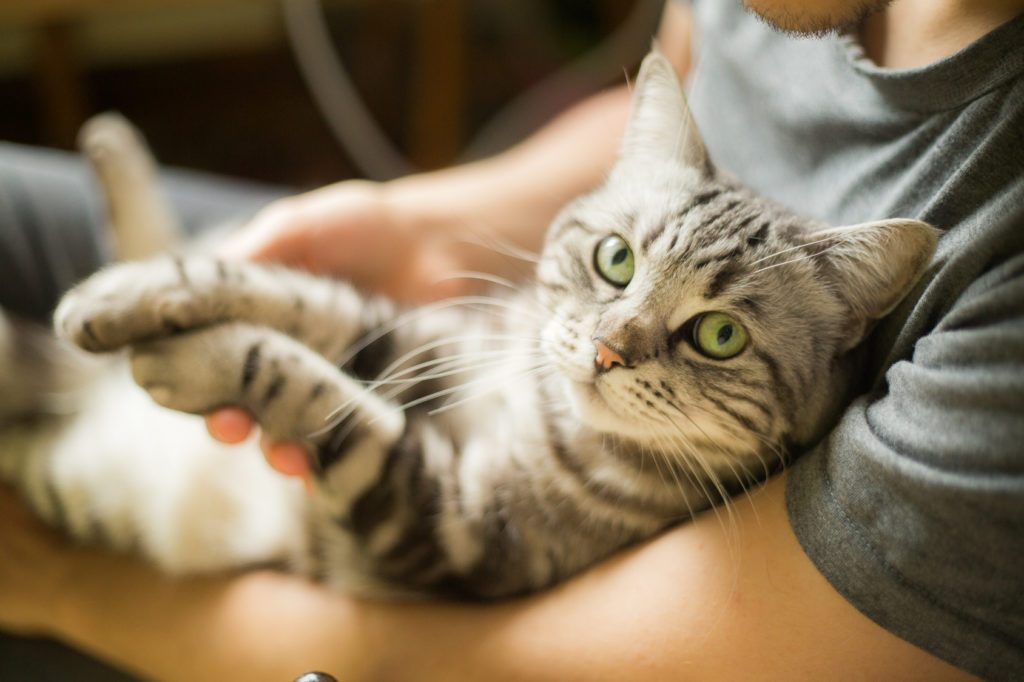 chat entre homme