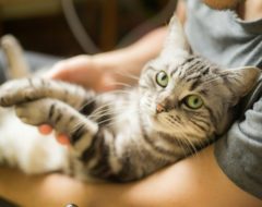 30% des Français possèdent un ou plusieurs chats