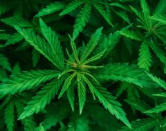 Cannabis : 4,1 millions de consommateurs français en 2016