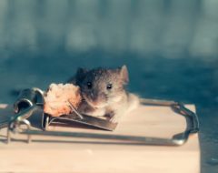 Augmentation jusqu’à 165% du nombre de nuisibles en France