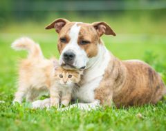 Otherwise s’allie à Generali pour proposer une assurance chien et chat