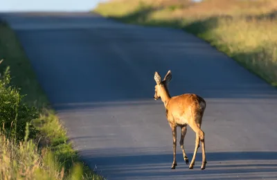 Collision avec un animal sauvage : comment être couvert ?