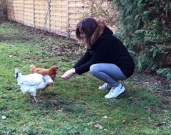 Poules Julie Lambert LeLynx