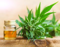 8 Français sur 10 favorables au cannabis thérapeutique