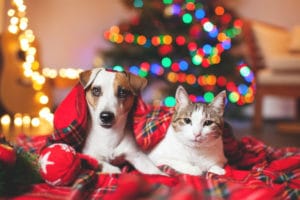 Chien Chats Nos Meilleures Astuces Pour Un Noël Serein