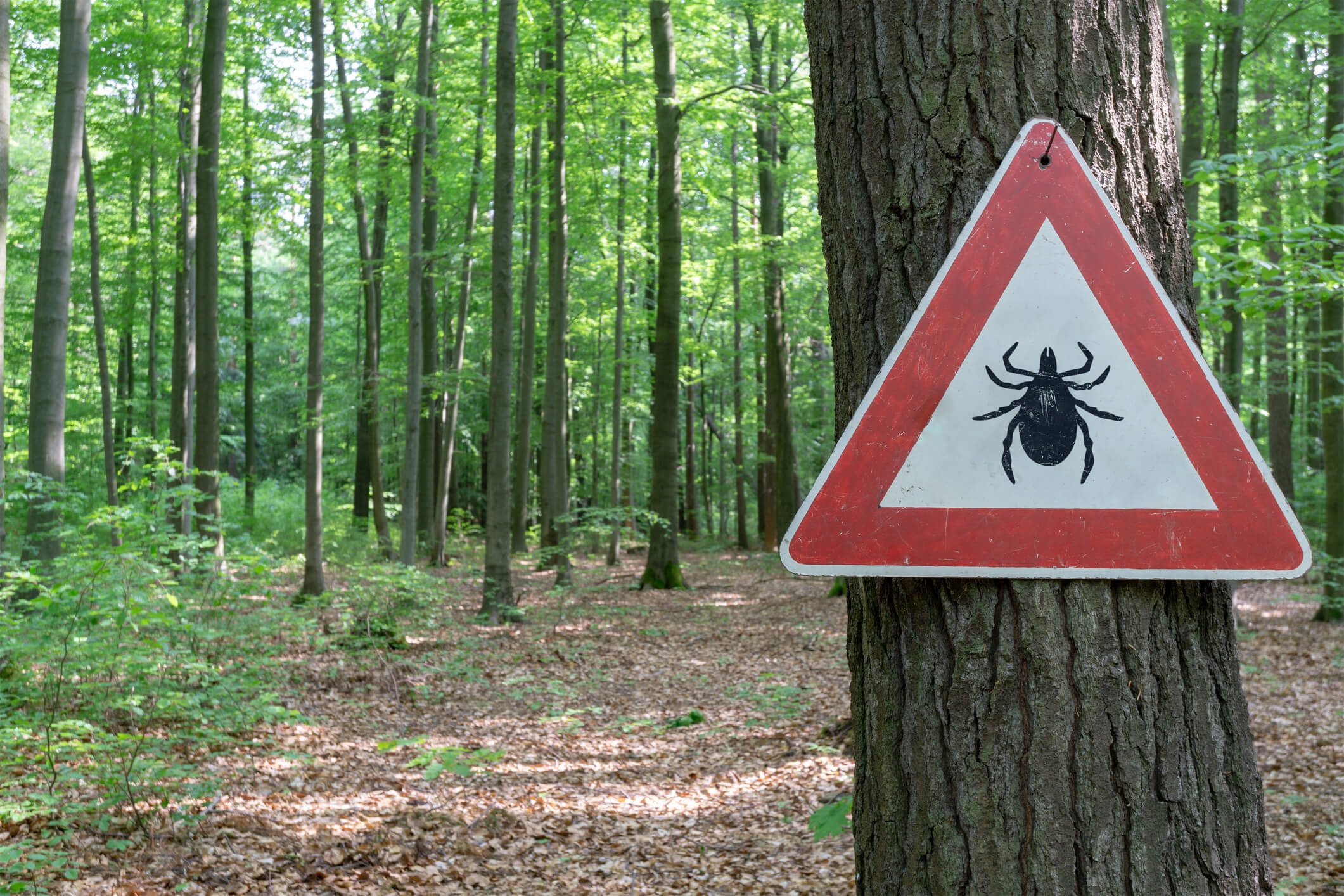a tick signal in the woods