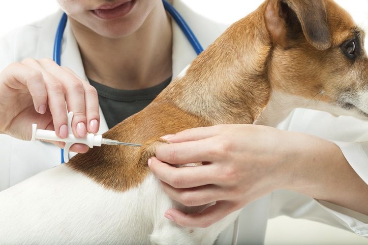 chien vaccin implant