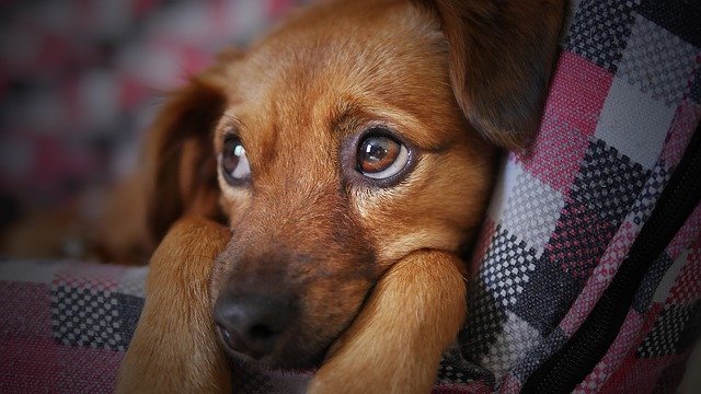 Mon Chien A Mal Au Ventre Que Faire Lelynx Fr