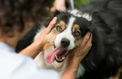 Assurance pour chien berger australien