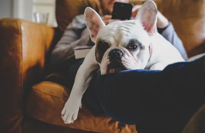 Assurance bouledogue français : comment protéger son animal de compagnie ?