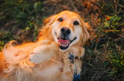 Assurance Golden Retriever : laquelle choisir pour protéger son animal de compagnie ?