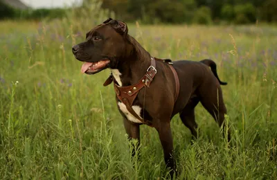 Assurance santé pour le staffordshire terrier américain