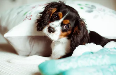 Assurance pour chien cavalier King Charles