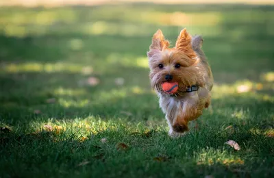 Assurance santé pour le yorkshire-terrier