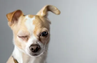 Assurance pour chien chihuahua