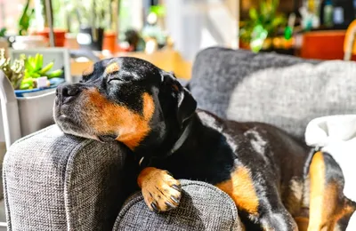 Assurance pour chien rottweiler