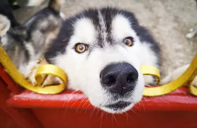 Assurance pour chien husky de Sibérie