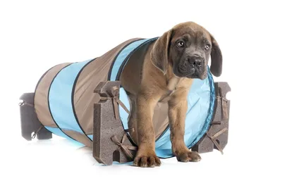 Assurance pour chien cane corso