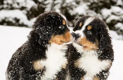 Assurance pour chien bouvier bernois