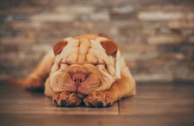 Assurance Shar-Peï : quelle mutuelle choisir pour protéger son chien ?