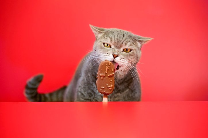 chat mange glace chocolat