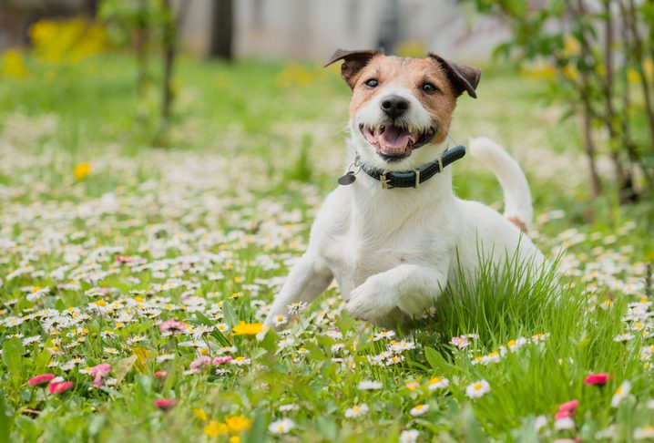 a dog and flowers