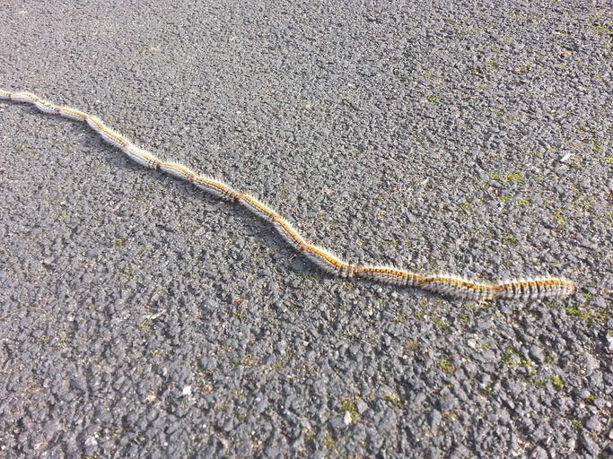 processionary caterpillars