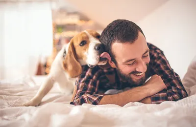 Quelle assurance santé pour mon Beagle ?