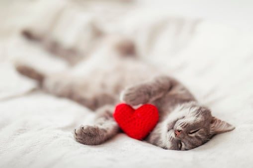 chat qui dort avec un coeur en tricot