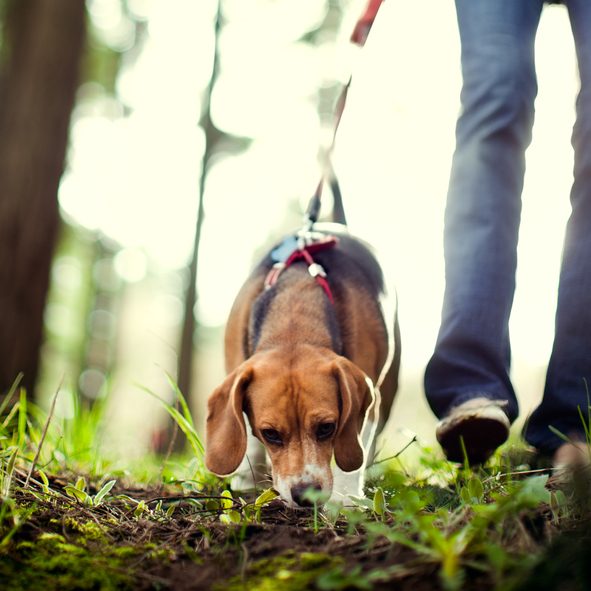 Beagle dog sniffing on the ground