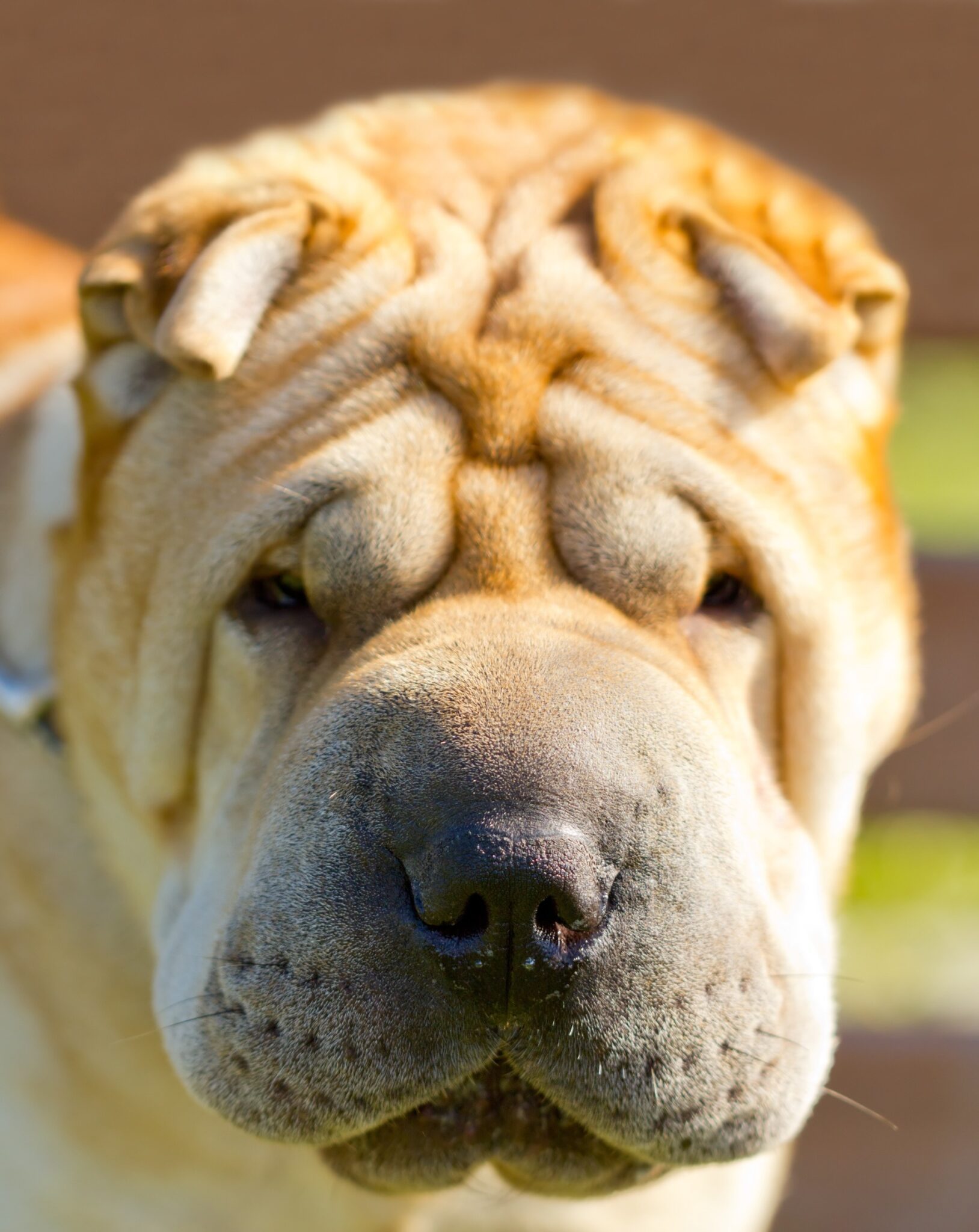 shar pei