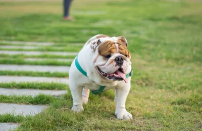 Assurance Bulldog : comment bien la choisir ?