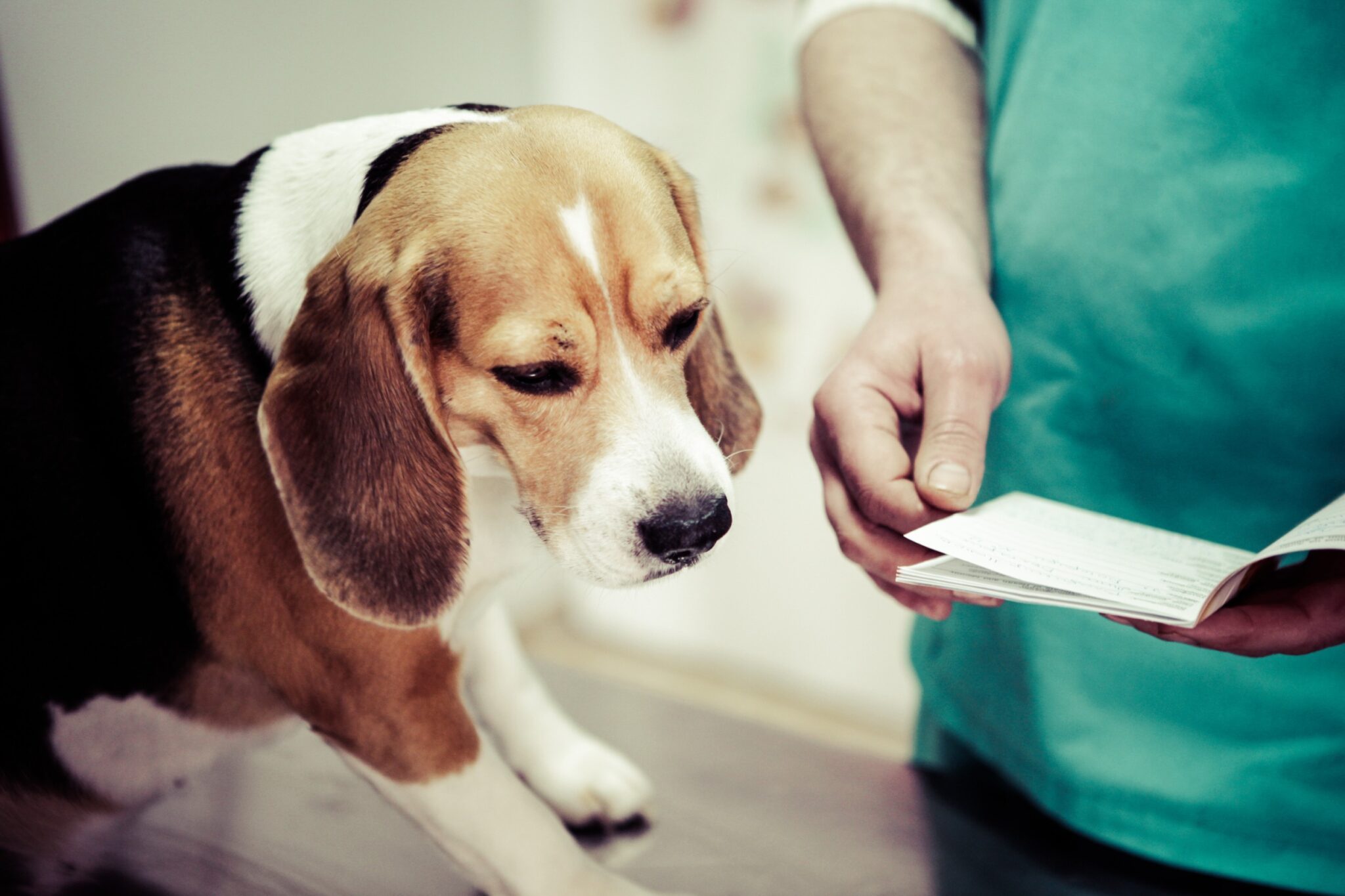 beagle vétérinaire